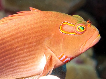 Arc-Eye Hawkfish - Paracirrhites arcatus - Lanai, Hawaii