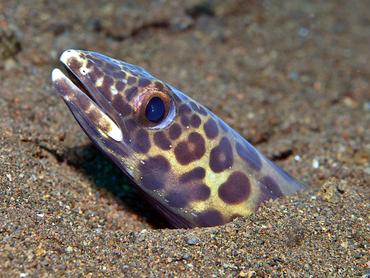 Barred Sand Conger - Ariosoma fasciatum - Bali, Indonesia