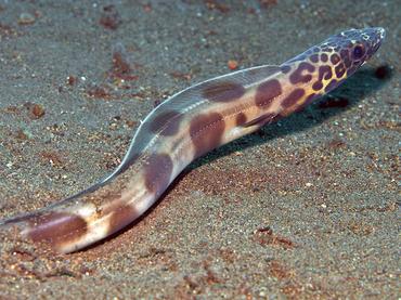 Barred Sand Conger - Ariosoma fasciatum - Bali, Indonesia