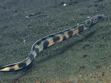 Barred Sand Conger - Ariosoma fasciatum - Bali, Indonesia