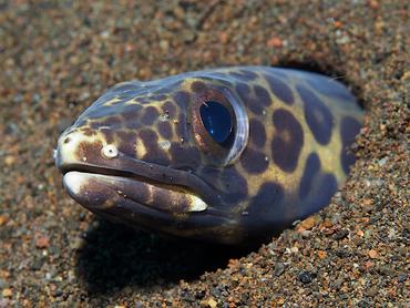 Barred Sand Conger - Ariosoma fasciatum - Bali, Indonesia