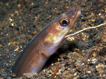 Scheele's Conger Eel - Ariosoma scheelei - Lembeh Strait, Indonesia