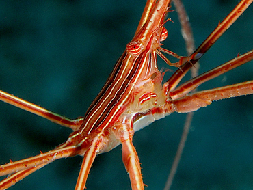 Yellowline Arrow Crab - Stenorhynchus seticornis - Cozumel, Mexico