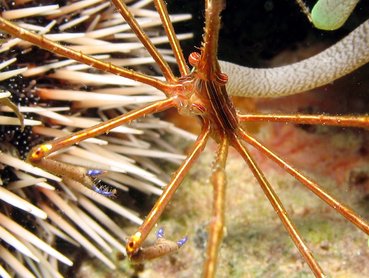 Yellowline Arrow Crab - Stenorhynchus seticornis - Aruba