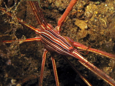 Yellowline Arrow Crab - Stenorhynchus seticornis - Nassau, Bahamas
