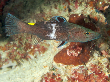 Arrowhead Soapfish - Belonoperca chabanaudi - Fiji