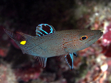 Arrowhead Soapfish - Belonoperca chabanaudi - Palau