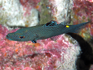 Arrowhead Soapfish - Belonoperca chabanaudi - Great Barrier Reef, Australia