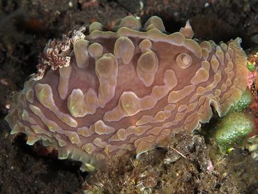 Lumpy Asteronotus - Asteronotus cespitosus - Bali, Indonesia