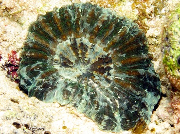 Atlantic Mushroom Coral - Scolymia lacera - Nassau, Bahamas