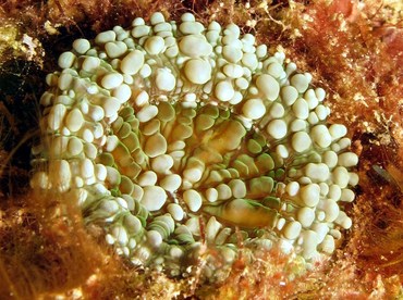 Atlantic Mushroom Coral - Scolymia lacera - Bonaire