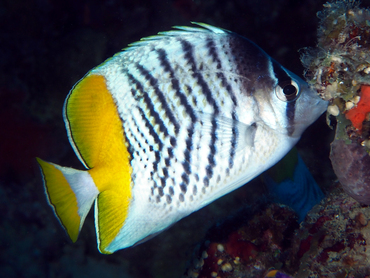 Atoll Butterflyfish - Chaetodon mertensii - Great Barrier Reef, Australia