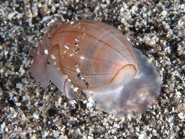 Pacific Nut Sheath Bubble - Atys naucum - Komodo, Indonesia