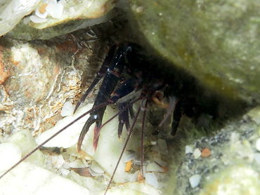 Serrated Lobster Shrimp - Axiopsis serratifrons - Blue Heron Bridge, Florida