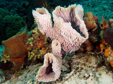 Azure Vase Sponge - Callyspongia plicifera - The Exumas, Bahamas