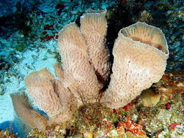 Azure Vase Sponge - Callyspongia plicifera - Cozumel, Mexico