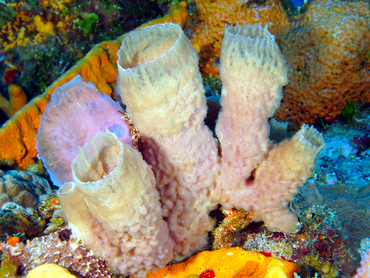 Azure Vase Sponge - Callyspongia plicifera - Cozumel, Mexico
