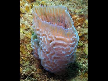 Azure Vase Sponge - Callyspongia (Cladochalina) plicifera - British Virgin Islands