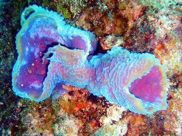 Azure Vase Sponge - Callyspongia plicifera - Bimini, Bahamas