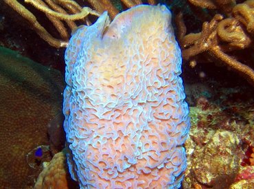 Azure Vase Sponge - Callyspongia plicifera - Bonaire