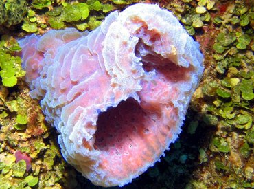 Azure Vase Sponge - Callyspongia plicifera - Turks and Caicos