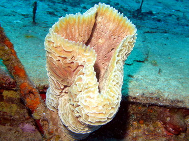 Azure Vase Sponge - Callyspongia plicifera - Nassau, Bahamas