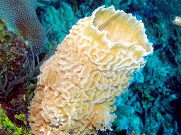 Azure Vase Sponge - Callyspongia plicifera - Belize