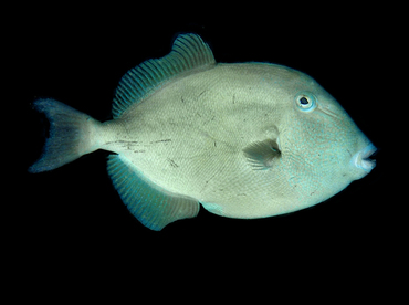 Finescale Triggerfish - Balistes polylepis - Cabo San Lucas, Mexico