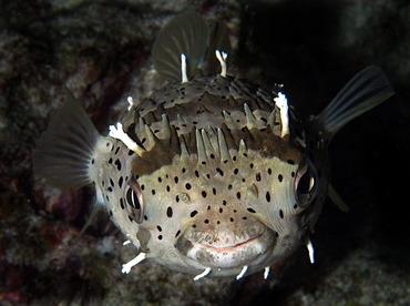 Balloonfish - Diodon holocanthus - Big Island, Hawaii