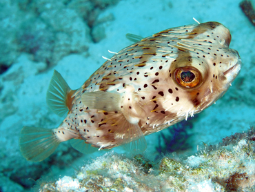 Balloonfish - Diodon holocanthus - Turks and Caicos