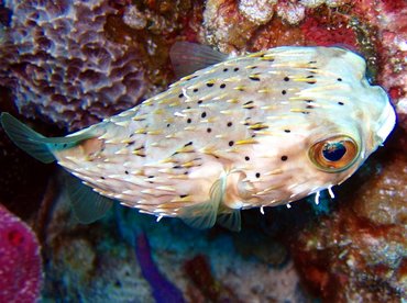Balloonfish - Diodon holocanthus - Nassau, Bahamas