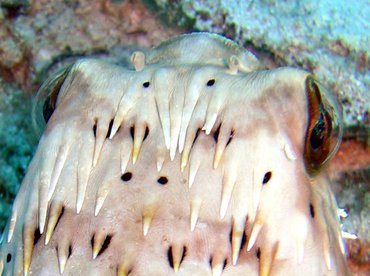 Balloonfish - Diodon holocanthus - Nassau, Bahamas