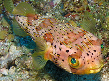Balloonfish - Diodon holocanthus - Grand Cayman