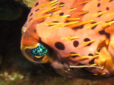 Balloonfish - Diodon holocanthus - Grand Cayman