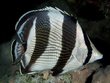 Banded Butterflyfish - Chaetodon striatus - Bonaire