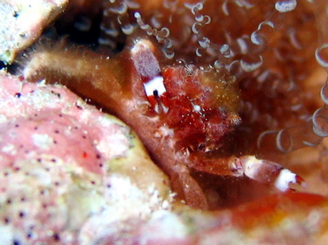 Banded Clinging Crab - Mithrax cinctimanus - Grand Cayman