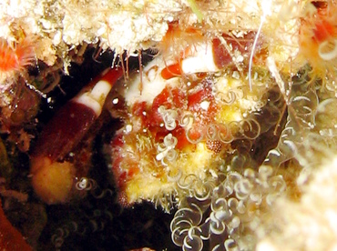 Banded Clinging Crab - Mithrax cinctimanus - Grand Cayman