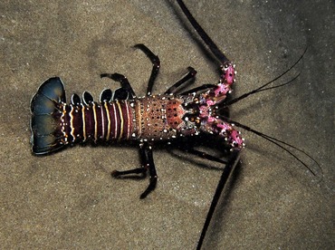 Banded Spiny Lobster - Panulirus marginatus - Maui, Hawaii