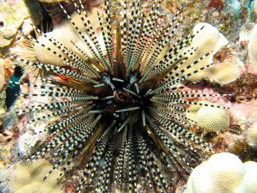 Banded Urchin - Echinothrix calamaris - Big Island, Hawaii