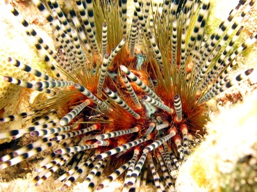 Banded Urchin - Echinothrix calamaris - Maui, Hawaii