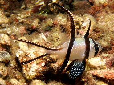 Banggai Cardinalfish - Pterapogon kauderni - Lembeh Strait, Indonesia