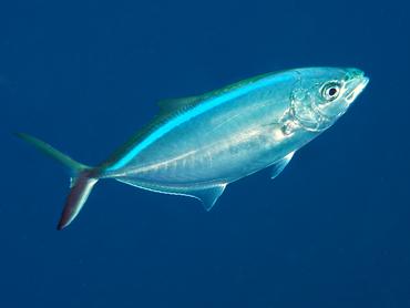 Bar Jack - Caranx ruber - British Virgin Islands