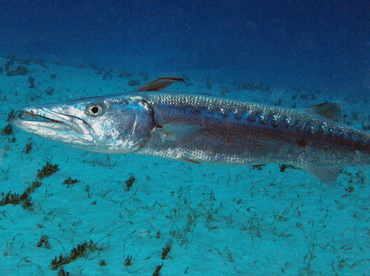 Great Barracuda - Sphyraena barracuda - Belize