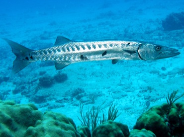 Great Barracuda - Sphyraena barracuda - Cozumel, Mexico