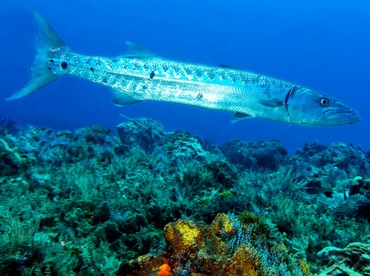 Great Barracuda - Sphyraena barracuda - Cozumel, Mexico