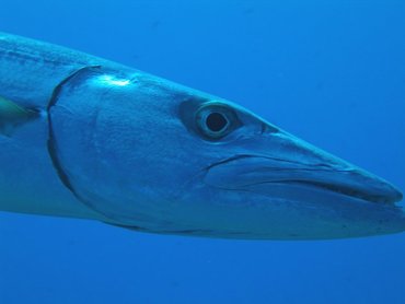 Great Barracuda - Sphyraena barracuda - Turks and Caicos
