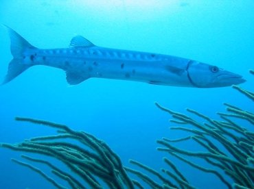 Great Barracuda - Sphyraena barracuda - Bimini, Bahamas
