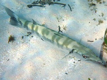 Great Barracuda - Sphyraena barracuda - Isla Mujeres, Mexico