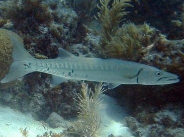 Great Barracuda - Sphyraena barracuda - Bimini, Bahamas