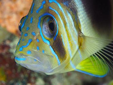 Barred Hamlet - Hypoplectrus puella - British Virgin Islands